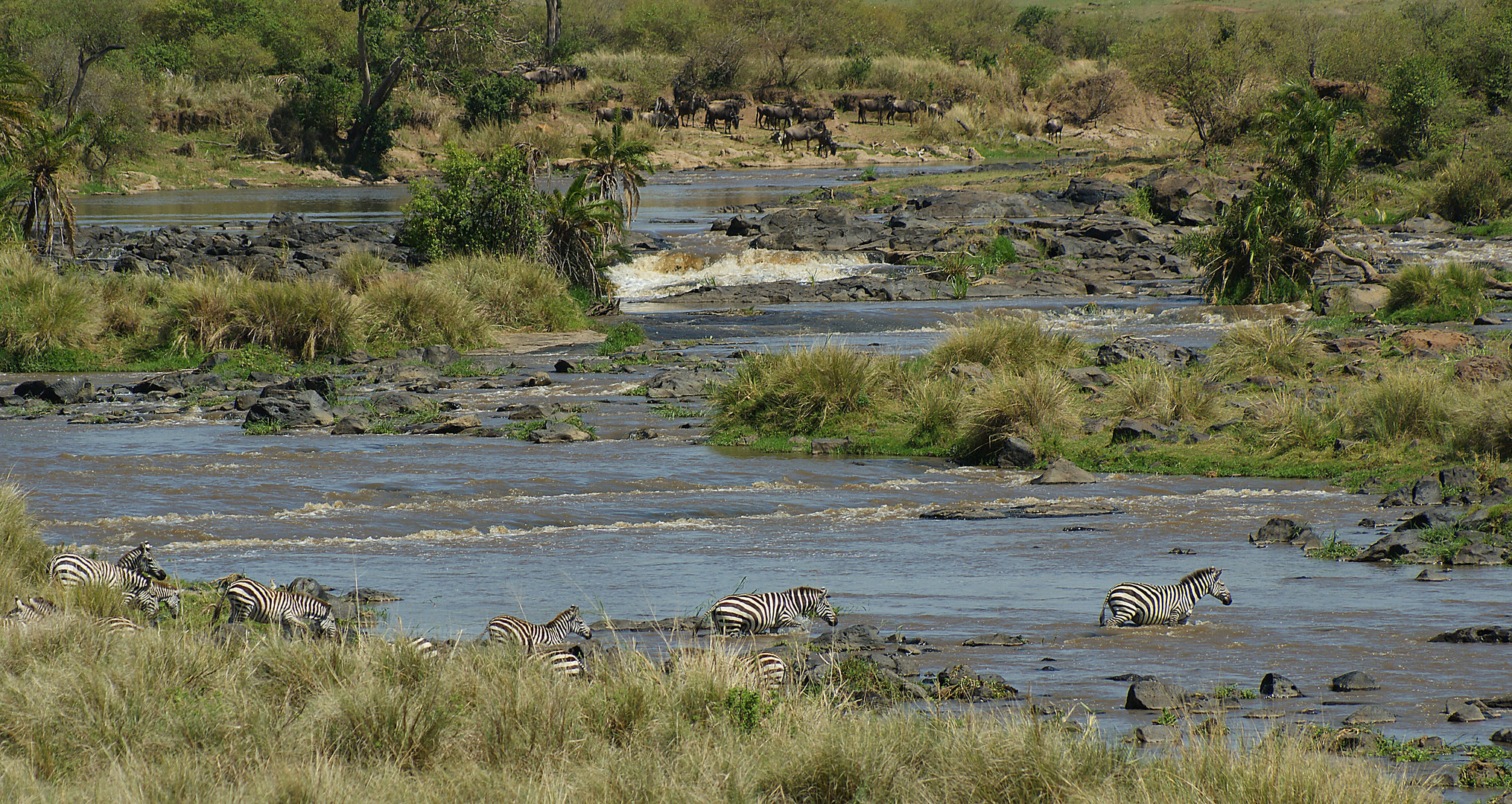 Zebrastreifen im Mara River
