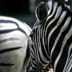 Zebrastreifen im Zoo