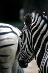 Zebrastreifen im Zoo