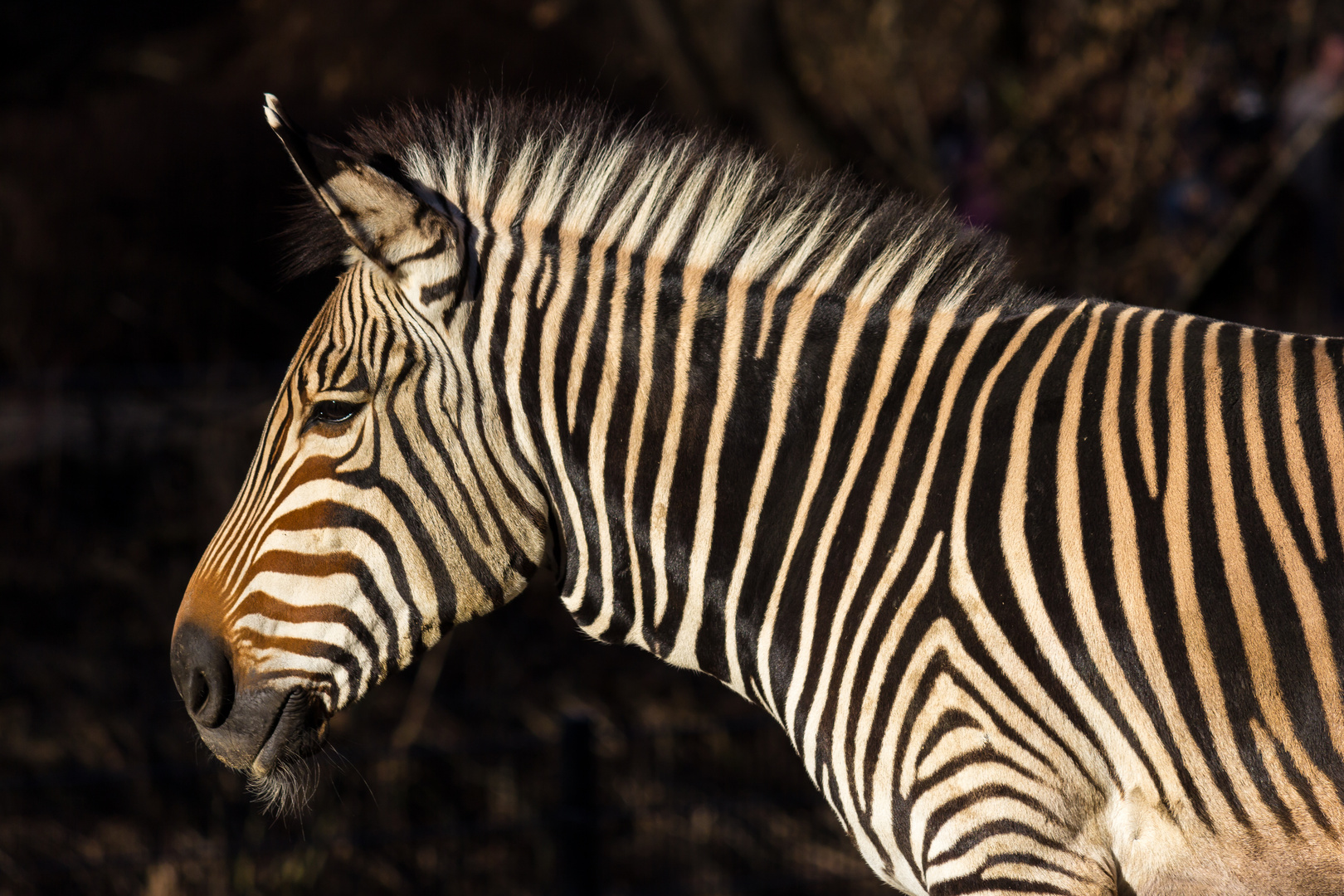 Zebrastreifen in der Sonne