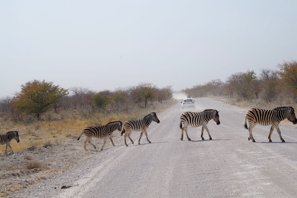 Zebrastreifen in Namibia