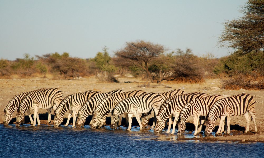 Zebrastreifen in Namibia...