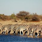 Zebrastreifen in Namibia...