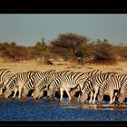 Zebrastreifen in Namibia Reload