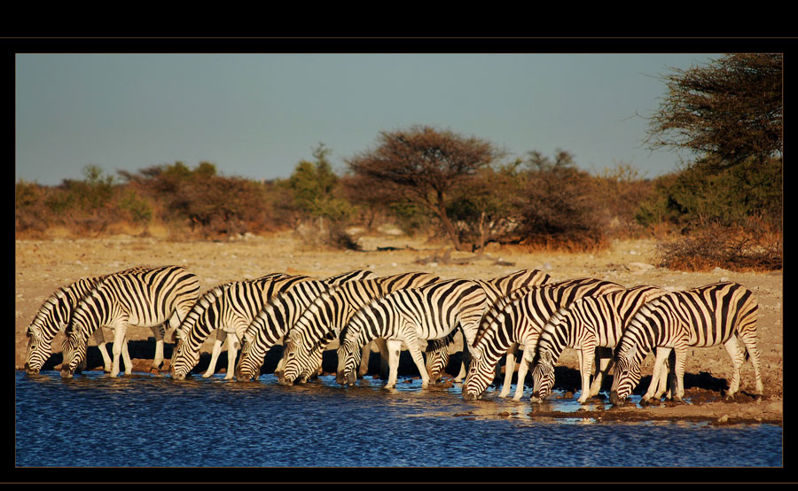 Zebrastreifen in Namibia Reload