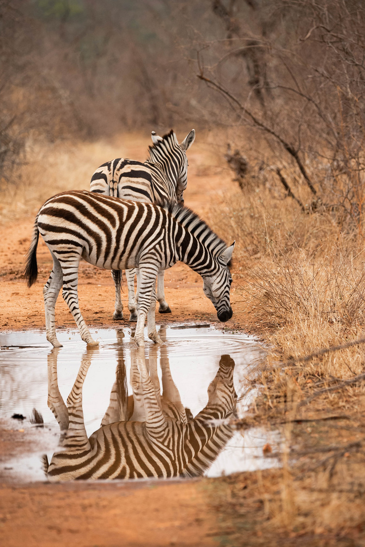 Zebrastreifen in Spiegelung