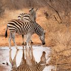 Zebrastreifen in Spiegelung