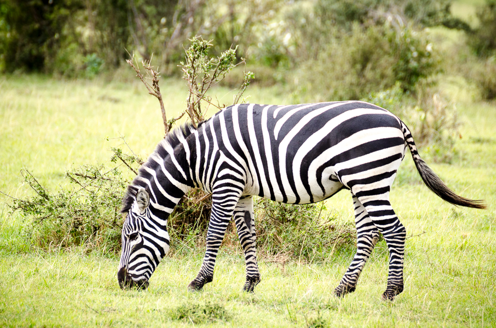 Zebra_STREIFEN - Safari No.1