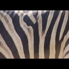 Zebrastreifen- Streifenzebra ?! :)