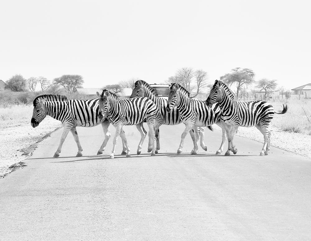 Zebrastreifen "To Go"