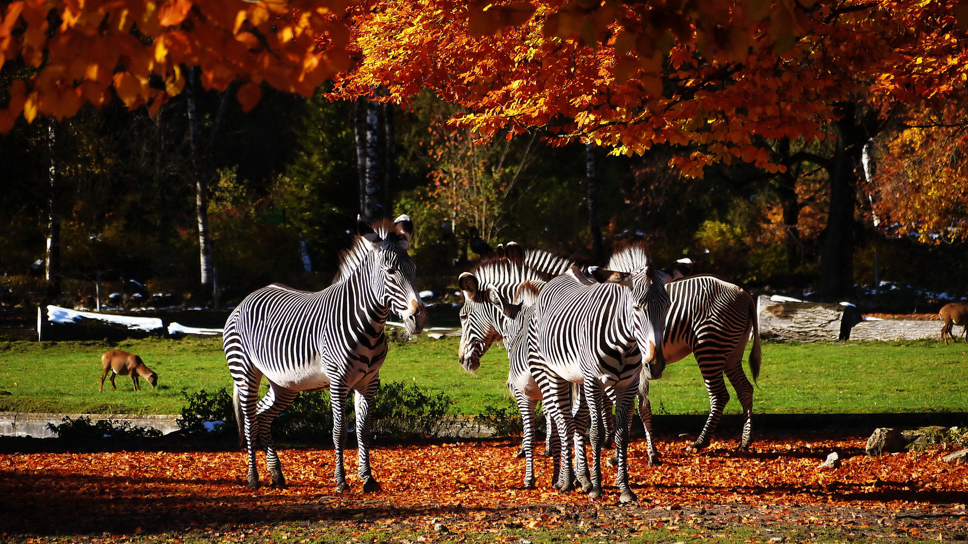 Zebrastreifen und Herbstlaub