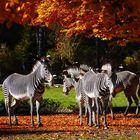 Zebrastreifen und Herbstlaub