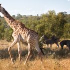 Zebrastreifen vorübergehend ausser Betrieb