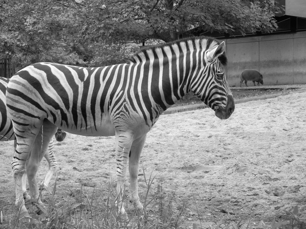 Zebrastyle is black & white