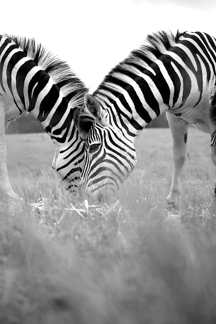 zebra_sw