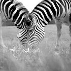 zebra_sw