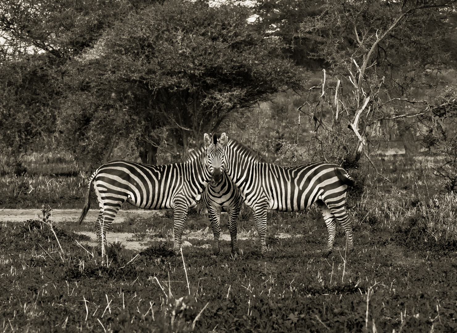 Zebra,Tanzania