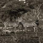 Zebra,Tanzania