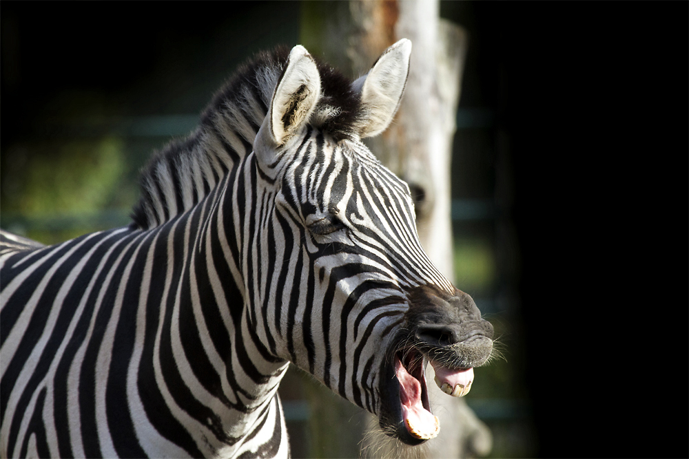 Zebra,Tierpark Hamm