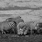 Zebratränke Tsavo East  SW 