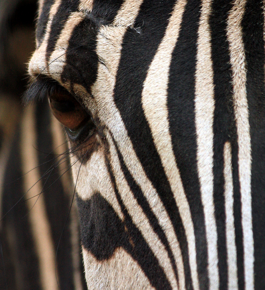 ZebrAuge... von nena2112 