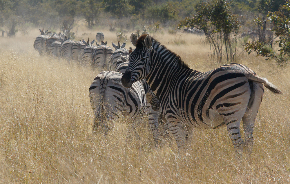 Zebrawanderung