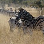 Zebrawanderung