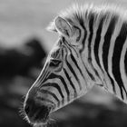 Zebra_Web_BEN_3662