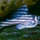 Zebrawels (Hypancistrus Zebra)