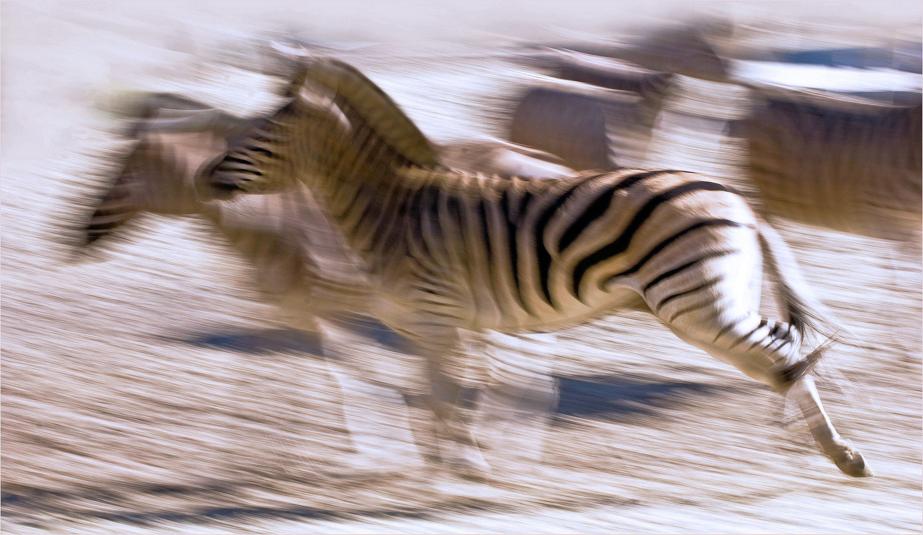 Zebrawischer