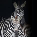 Zebre