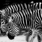 Zebre