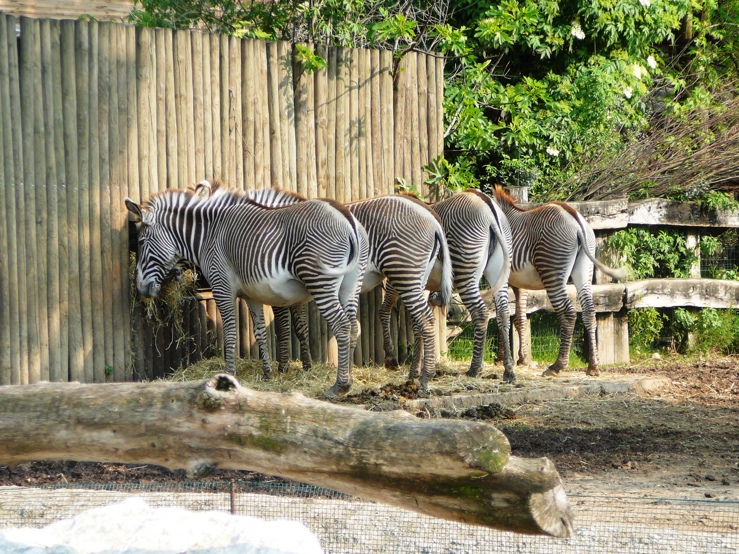 zebre