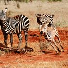 Zebre all'alba del Kenya