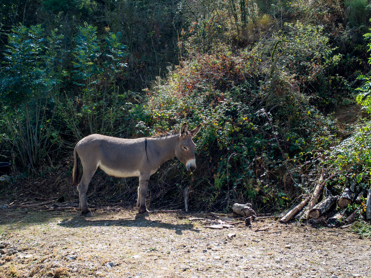 zèbre ardéchois 