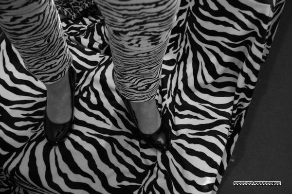 zebre