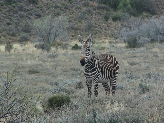 Zebre de Montagne, Karoo National Park, Afrique du Sud