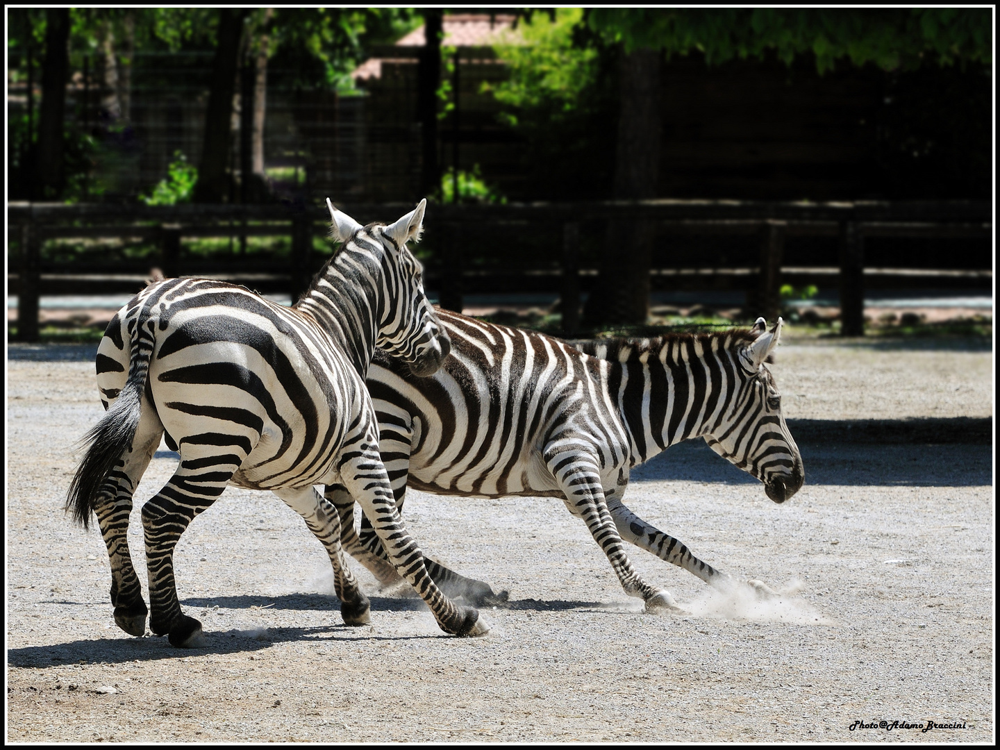 Zebre in Fuga