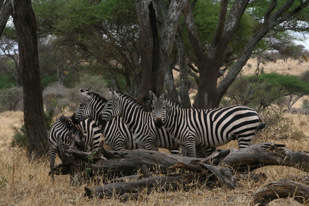 zebre nel serengeti - tanzania