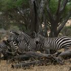 zebre nel serengeti - tanzania