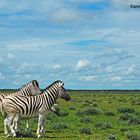 Zebre - Parco Etosha (Namibia)