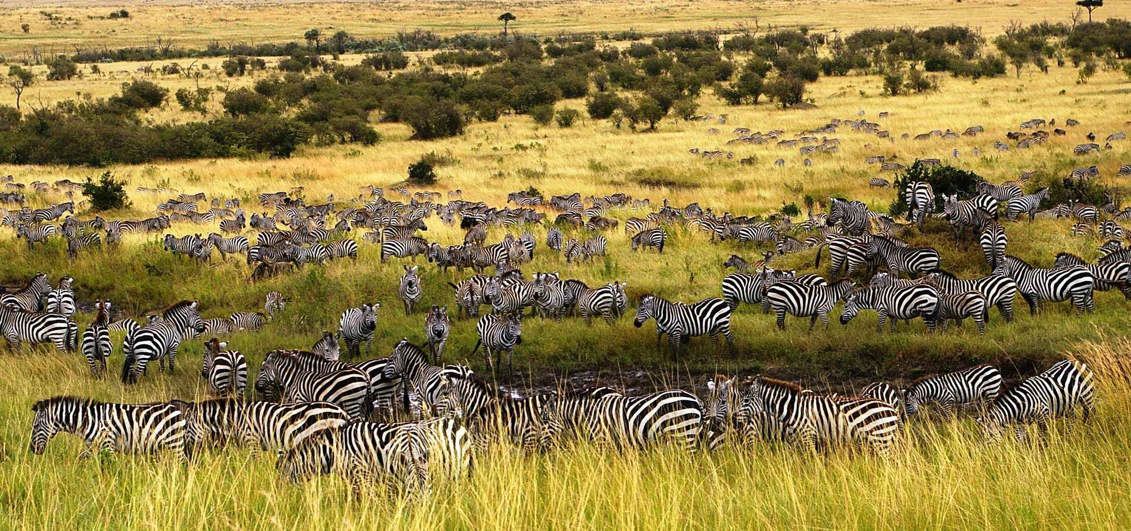 Zèbres dans le parc du Masaï Mara au Kenya