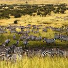 Zèbres dans le parc du Masaï Mara au Kenya