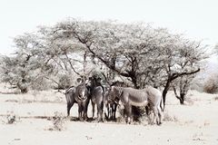 Zèbres de Grévy - Kenya