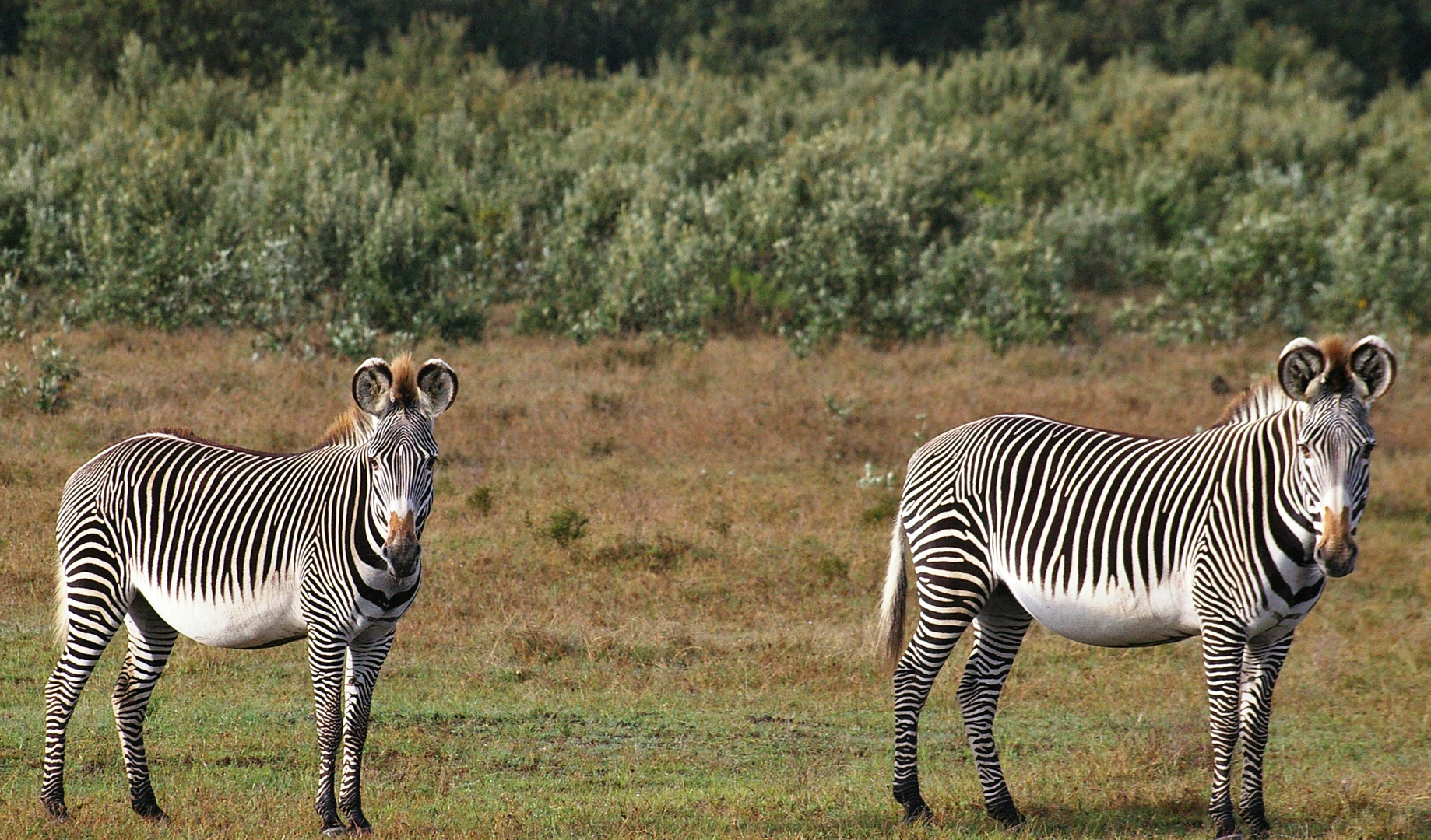 Zèbres de Grévy, Osarian, Kenya