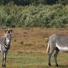 Zèbres de Grévy, Osarian, Kenya