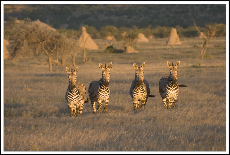 Zebres de Montagne, Namibie