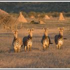 Zebres de Montagne, Namibie