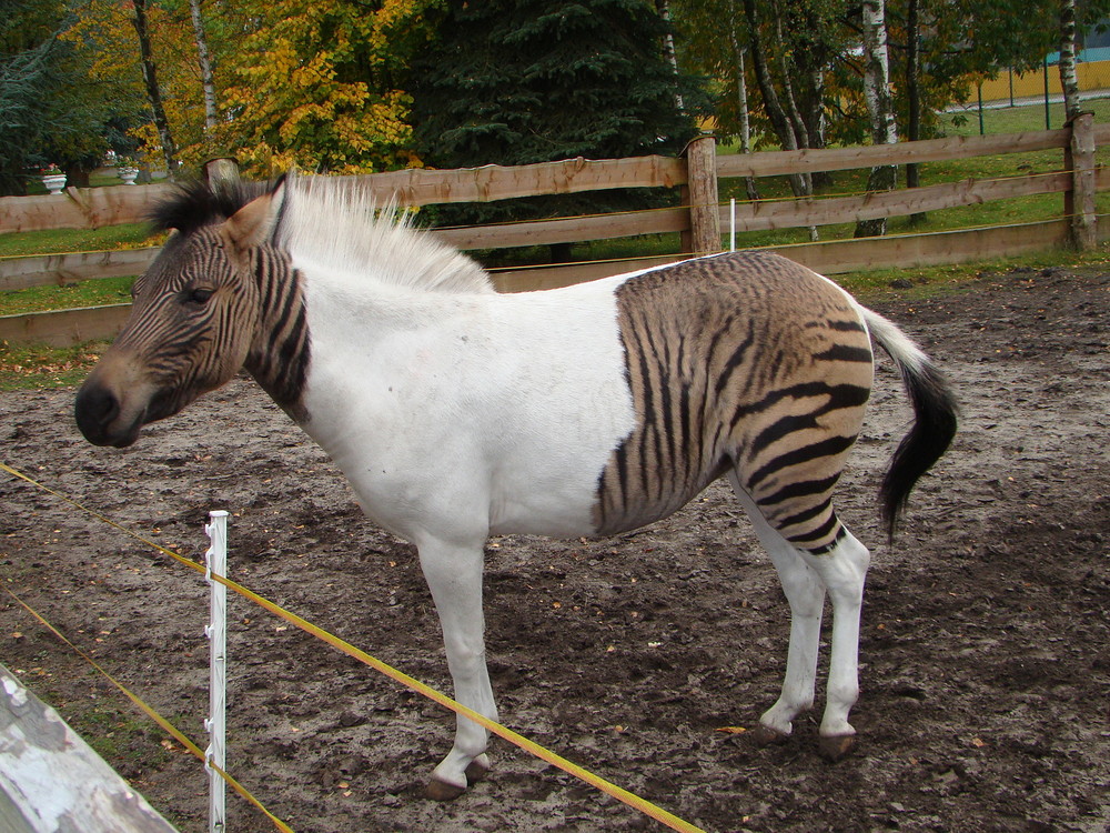 Zebroid "Eclyse" - mehr Zebra oder Pferd????