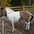 Zebroid "Eclyse" - mehr Zebra oder Pferd????